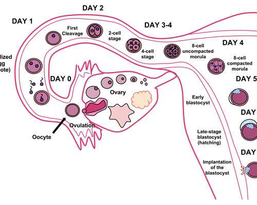 卵泡不圆补救也讲究方法？卵泡不圆怎么治疗？